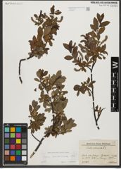 Foto von Salix waldsteiniana Willd.